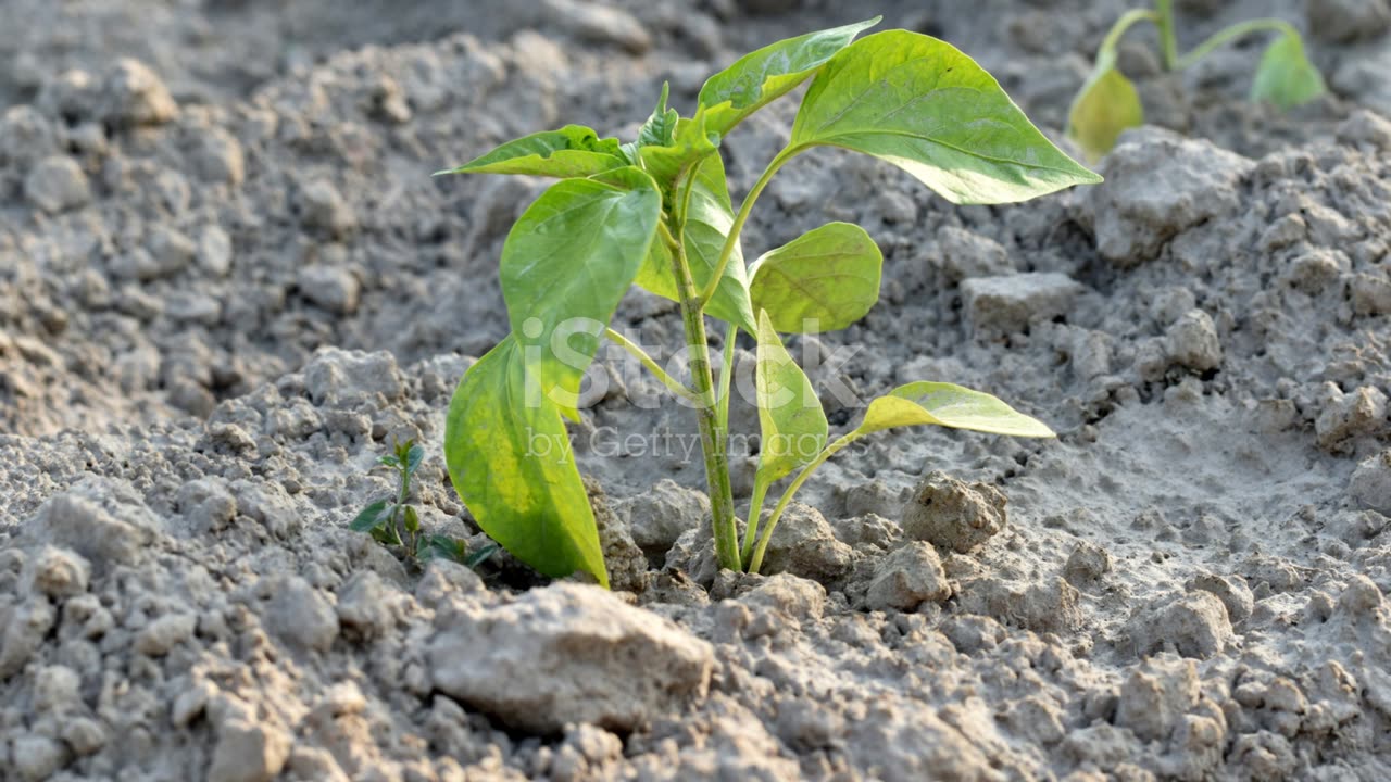 When Faith Wrestles: Traveling the Road from Faith to Hope