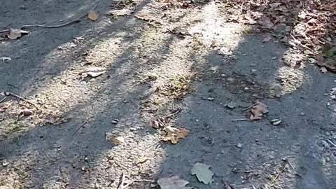 😱💥 Shadows Doing This Freaky Thing! | TheHauntingHour