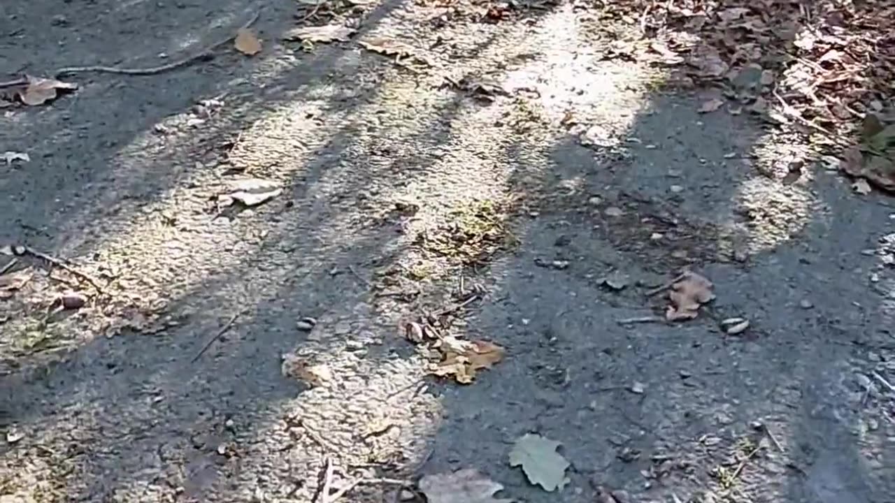😱💥 Shadows Doing This Freaky Thing! | TheHauntingHour