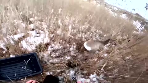 Fishermen rescue dozens of deer stranded on icy Siberian lake