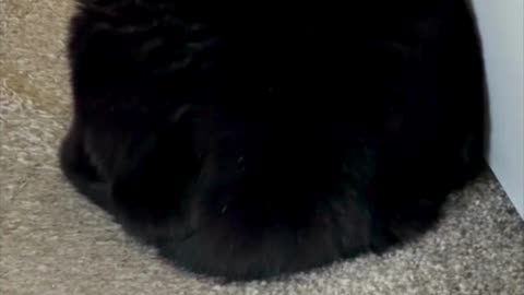 Cute Precious Piper Looks Like a Round Loaf - My Adopted Shelter Cat Vlog. #shorts