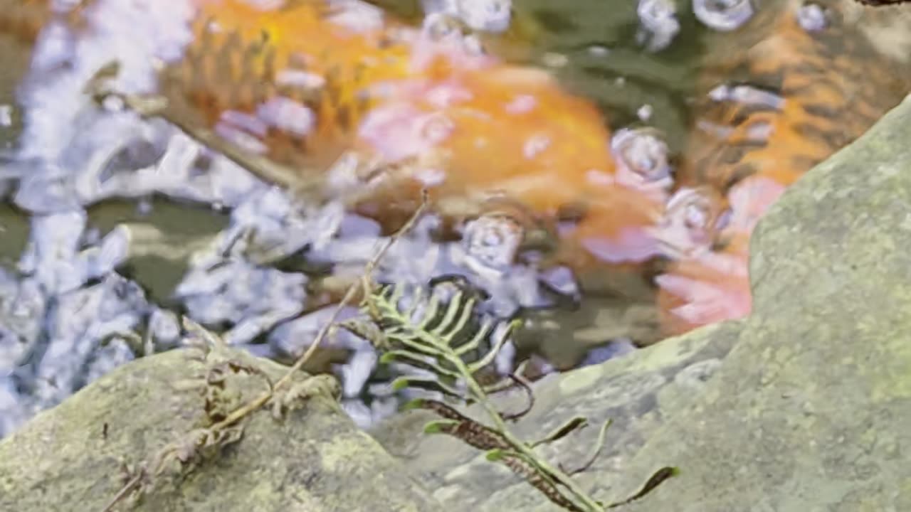 Nature calms my nervous system and mind