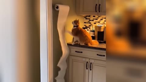 Epic Cat Fails & Furball Shenanigans: The Best of Cat Chaos!