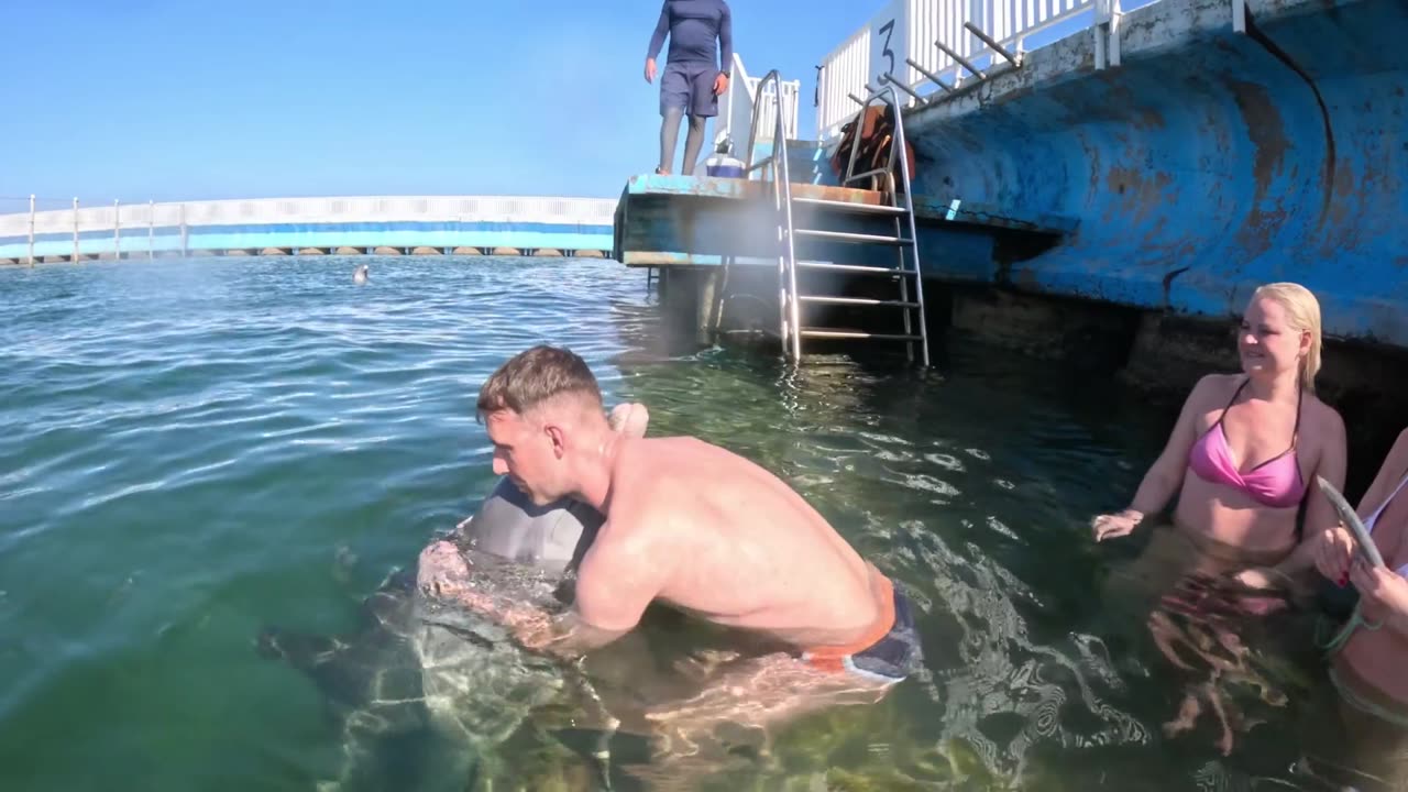 Dolphin Comes In For A Hug