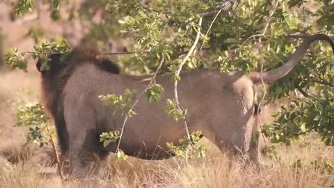 "🎥 Welcome to the ULTIMATE Jungle Life: An Epic Adventure With Ainimals! 🦅🦁🌴"