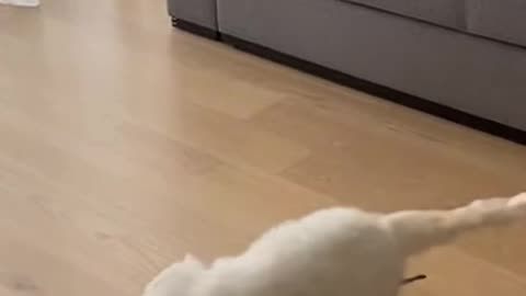 Boss Parrot Confronts White Cat! 🦜🐈 Unbelievable Standoff