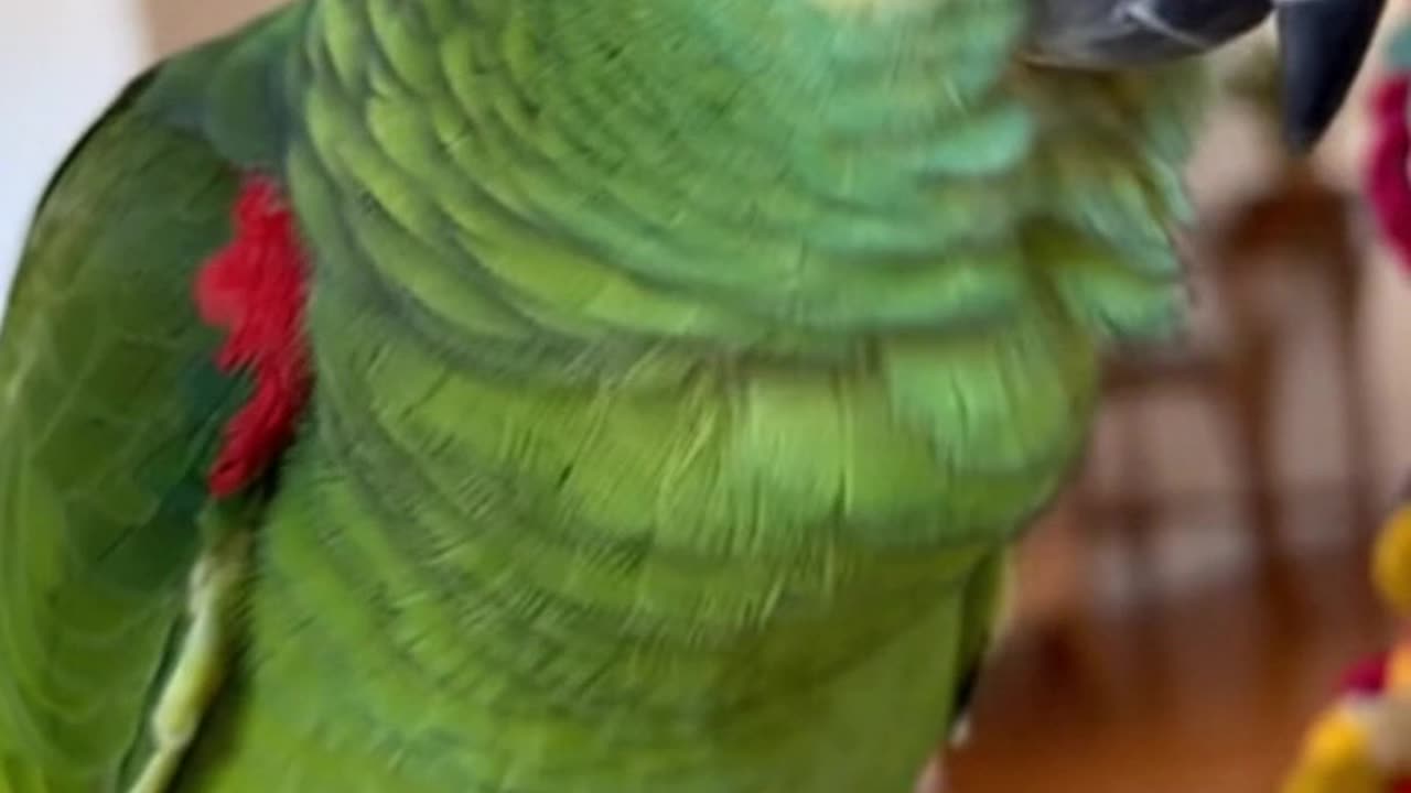 Parrot Speaks: Where is Mommy's Baby?