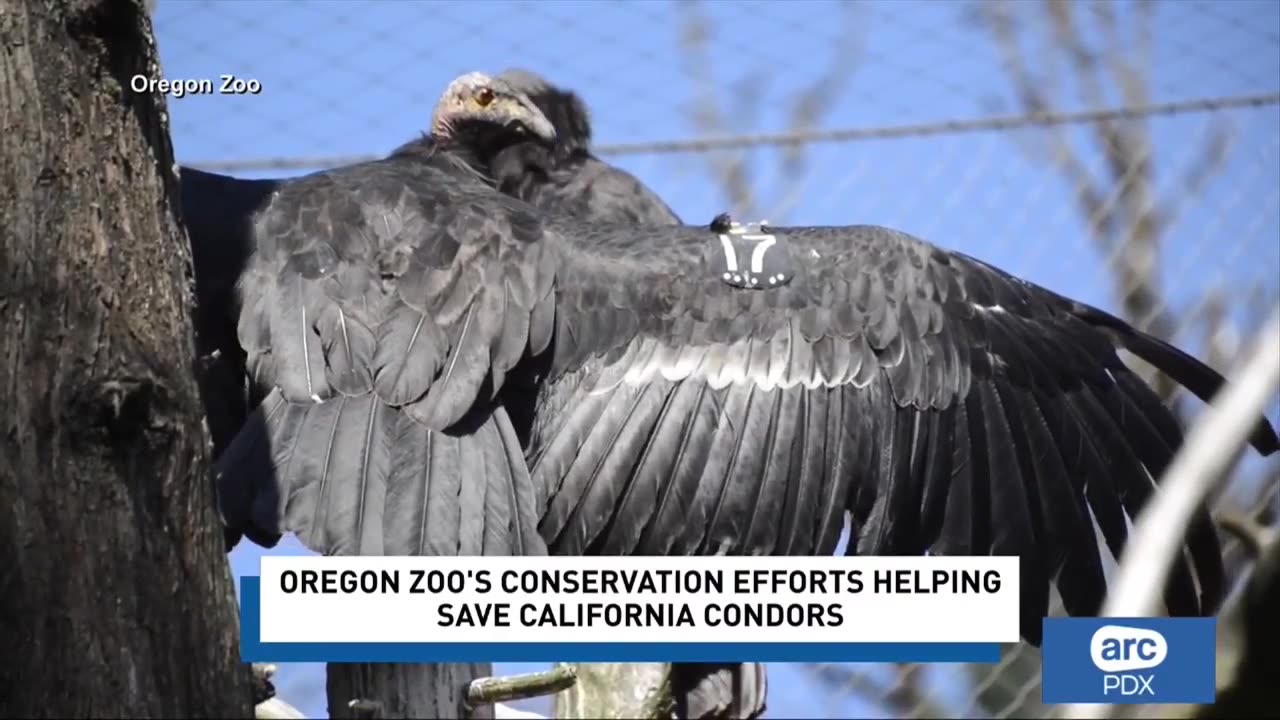 Oregon Zoo's Wildlife Conservation Center celebrates arrival of new California condor eggs