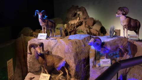 Chihuahuan Desert Museum 5 (Saltillo, Coahuila, Mexico)