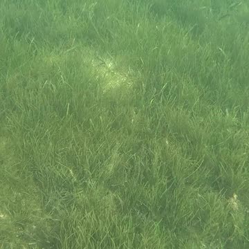 Snorkeling Through Serenity