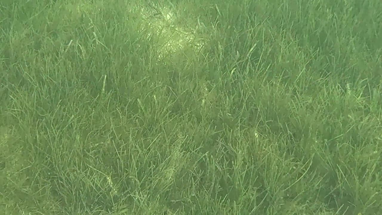 Snorkeling Through Serenity