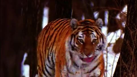 DOCUMENTARIO---NELL,OMBRA DELLA TIGRE