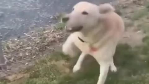 Funny animal video