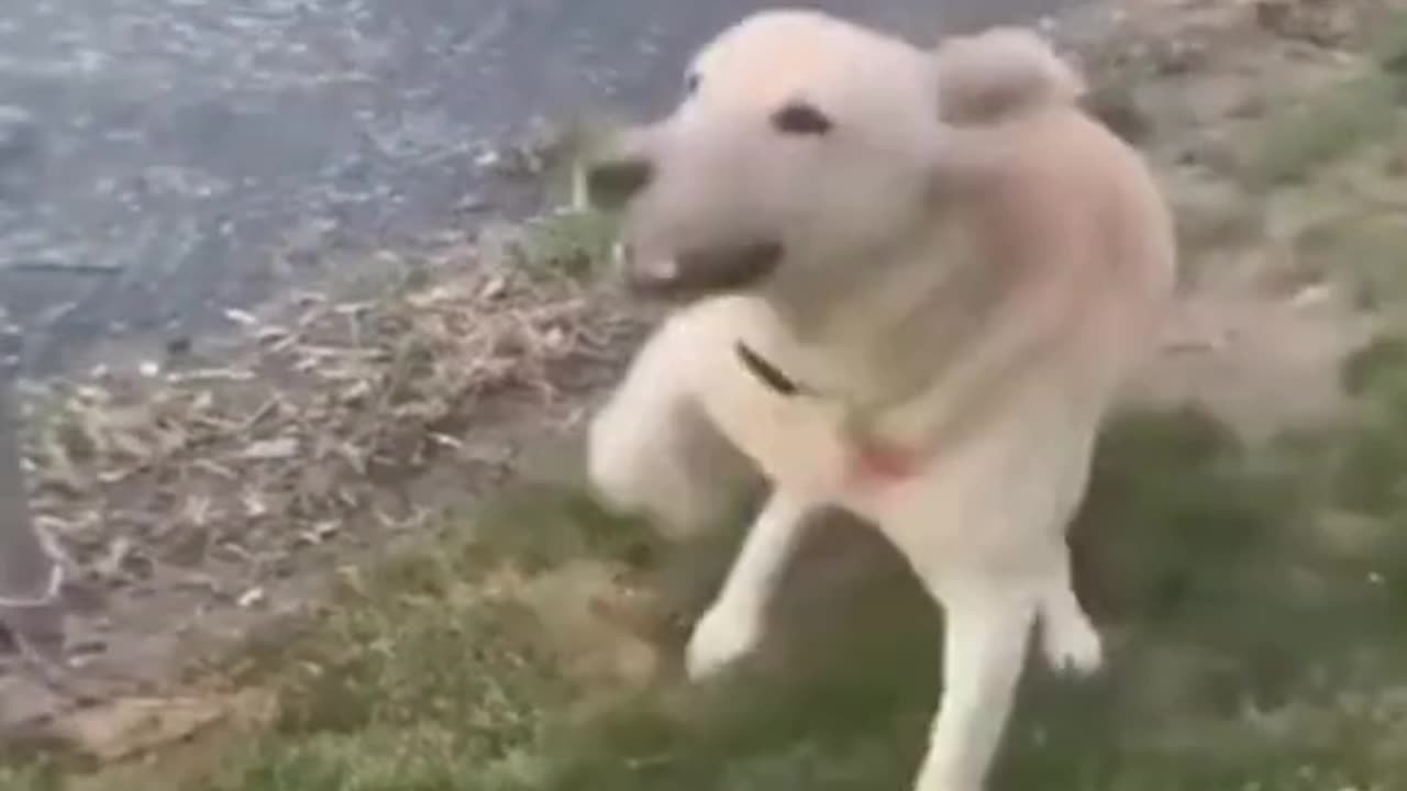 Funny animal video