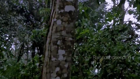 Heavy Rain on Leaves | Real Nature Sound