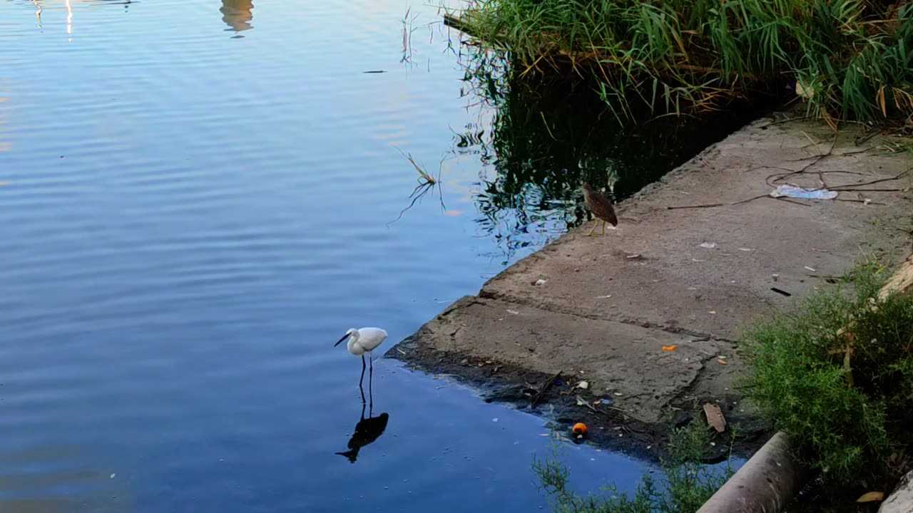 🕊️🦢This Fishing Spot Ain't Big Enough for the Both of Us 🤠