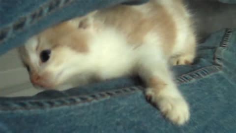 Cute cat climbs a leg.