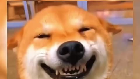 Top 100 Funniest Videos of All Time - Try Not to Laugh #26