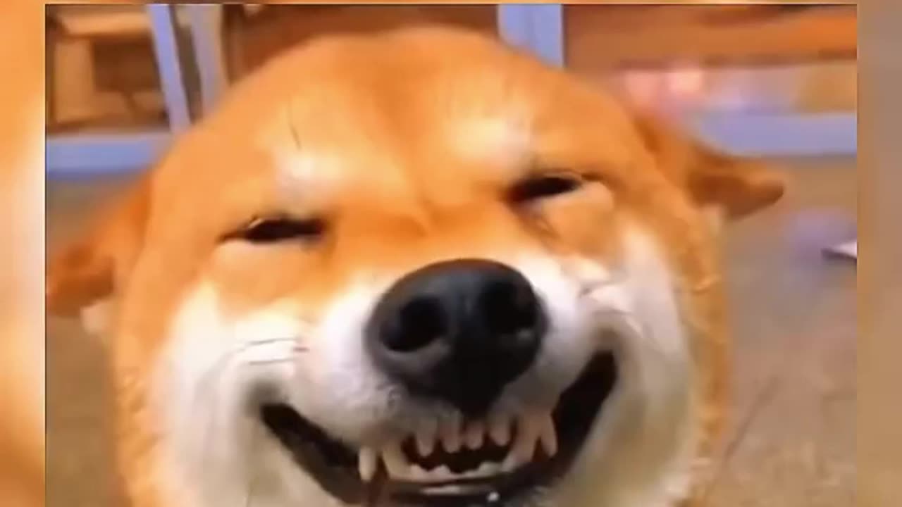 Top 100 Funniest Videos of All Time - Try Not to Laugh #26