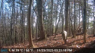 The Woods – 11/24/2025