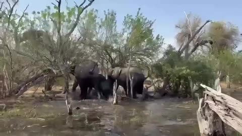 🐘🐝 Elephants Don't Want to Share the Lake with Tourists! | FeedMyCuriosity