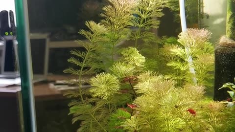 Betta Fish Eating Shrimp In Mini Ecosystem Planted Aquarium Part 2