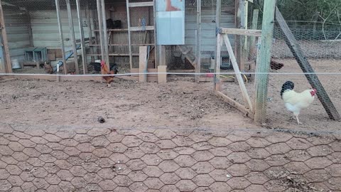 Grandkids helping and I finally got some hens moved.