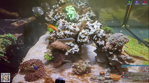 24/7 Real Live Reef Stream