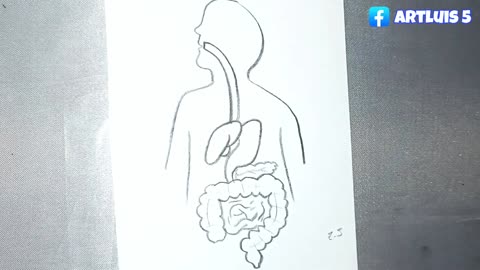 How to draw the DIGESTIVE SYSTEM