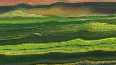 ‎How Do Cows Have Super Senses | Secret Life of Farm Animals | BBC Earth