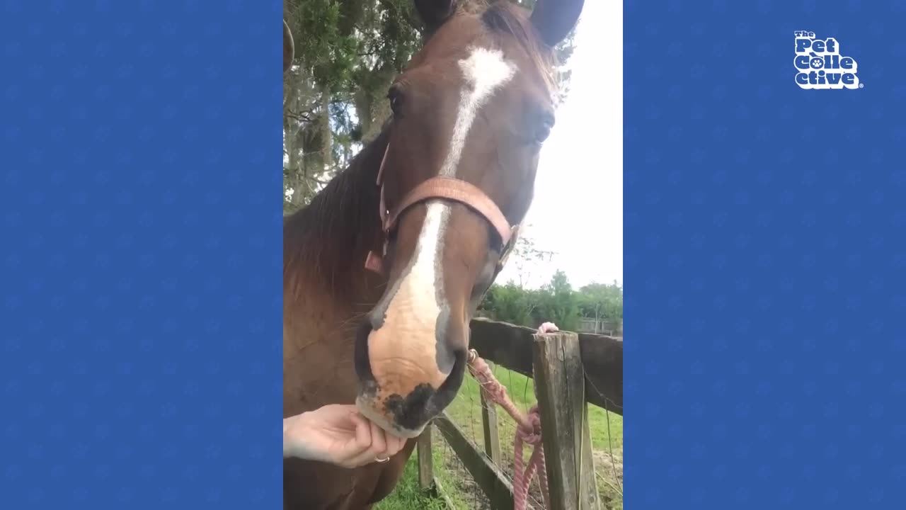 Funniest Horses 🤣 | BEST Compilation