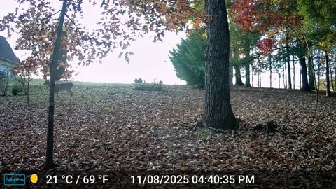 The Woods – 11/09/2025