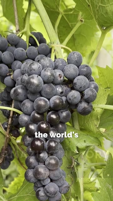 Scientific Accidents — Entry #24: Champagne