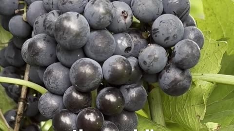 Scientific Accidents — Entry #24: Champagne