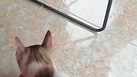 This Cat Won’t Stop Playing With His Human’s Feet… While His Lazy Siblings Sleep Like Rocks!”