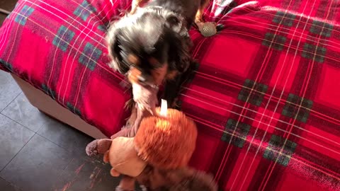 Winston got an early birthday gift.