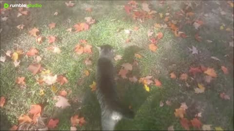 Halloween trail walk.