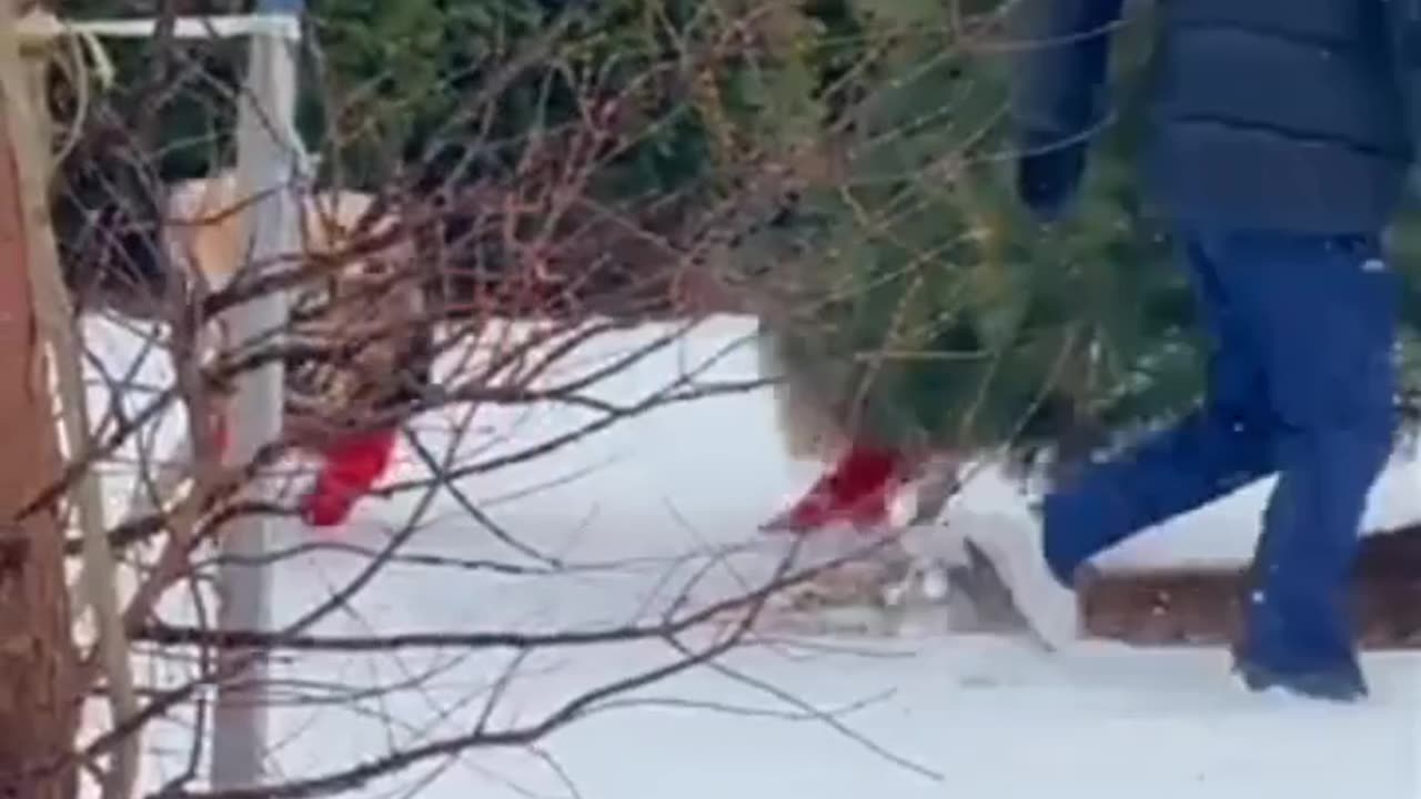 Dogs