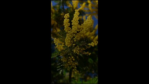 🔥 Surah Al-Isra 17:70 سورة الإسراء 🌟 💫 #Quran #HumanDignity #islamicshorts #viral