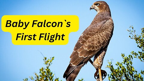 A Baby Falcon_s First Flight