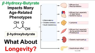 Beta-Hydroxy-Butyrate: A Key Player In Longevity?