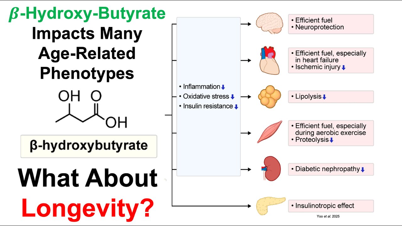 Beta-Hydroxy-Butyrate: A Key Player In Longevity?