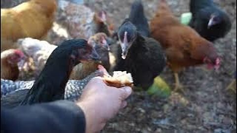 Berry Muffin Massacre!