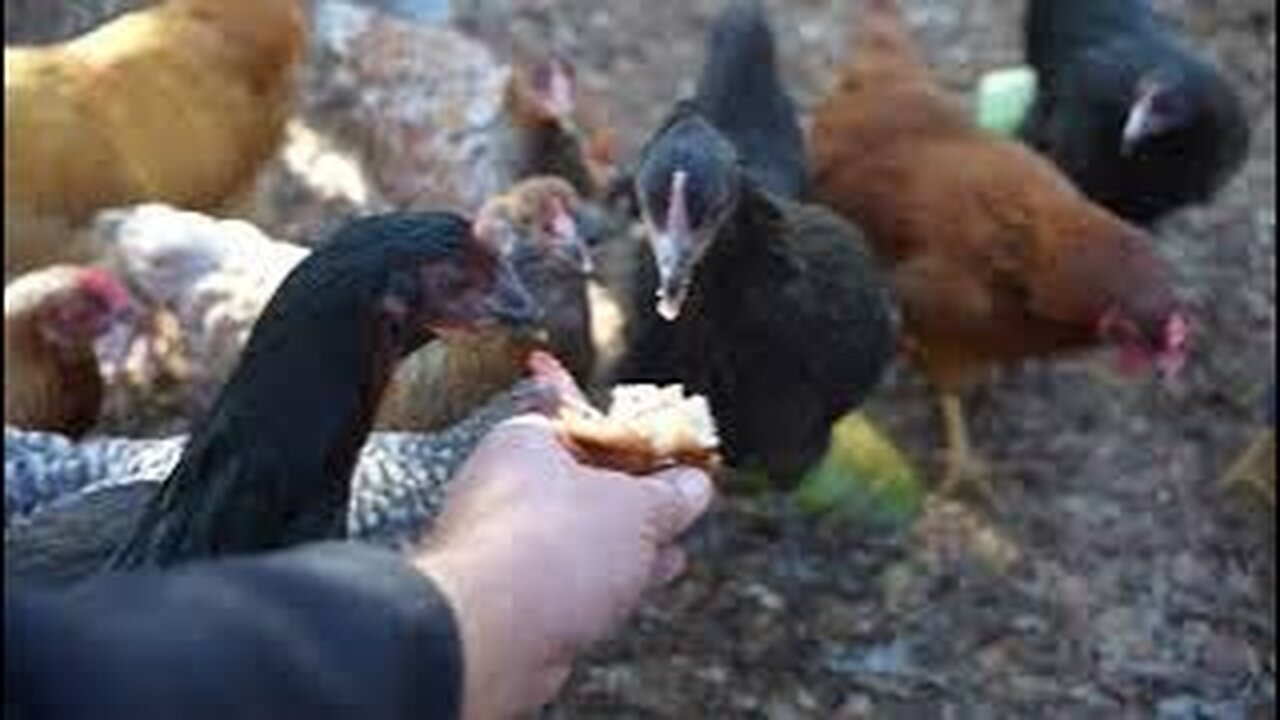 Berry Muffin Massacre!