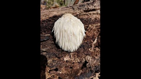 What do the studies say about lions mane mushroom?