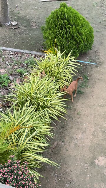 Cute Puppies Playing Hide and Seek in the Garden 🌿#shorts #animals #dog #shortvideo #cuteanimal