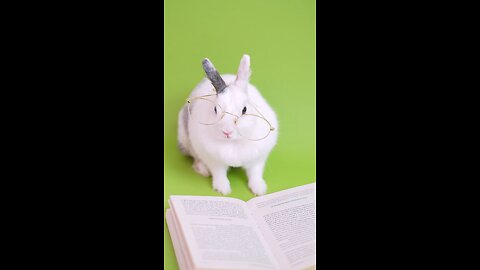 Rabbit and book