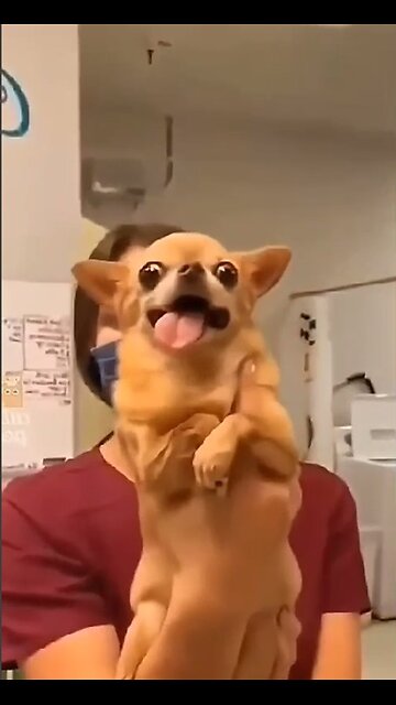 Cute and funny dogs!