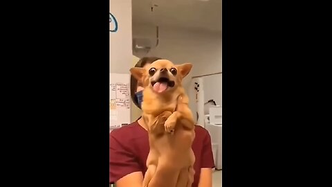 Cute and funny dogs!
