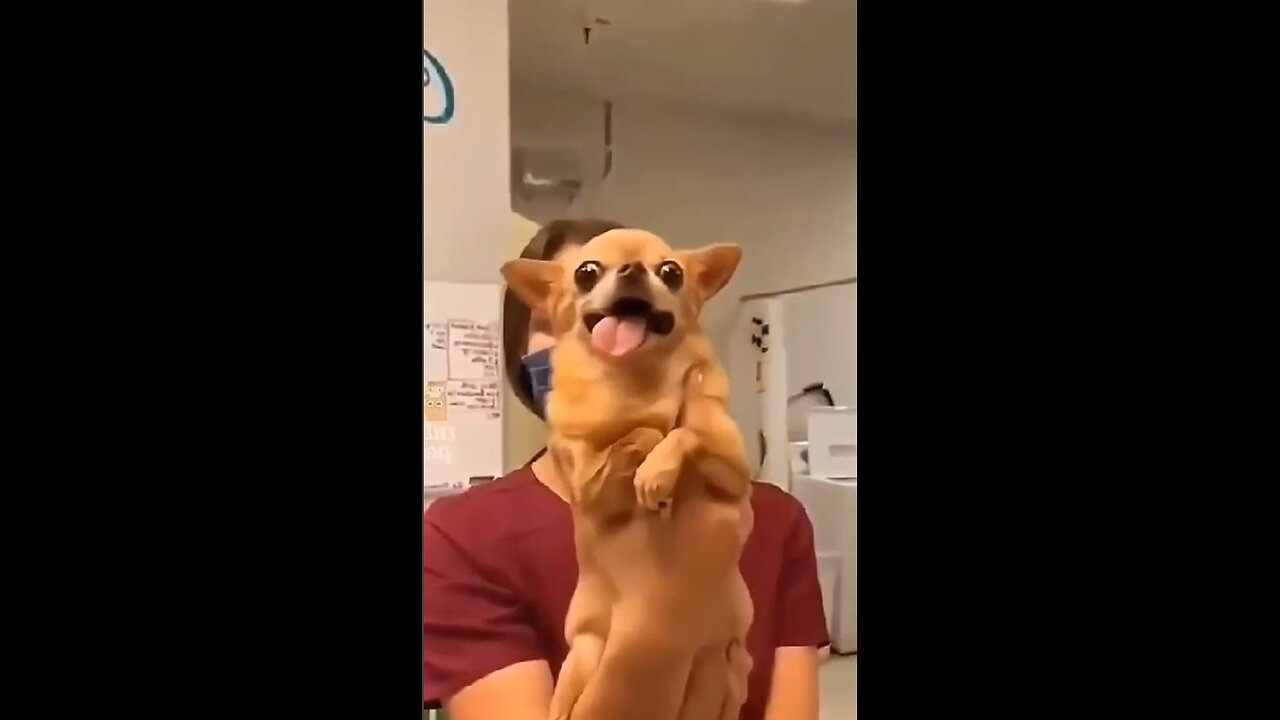Cute and funny dogs!